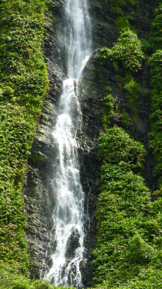 Forest flow mountains