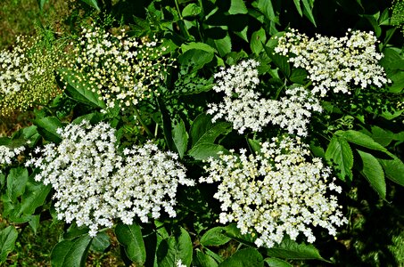 Herb plant green
