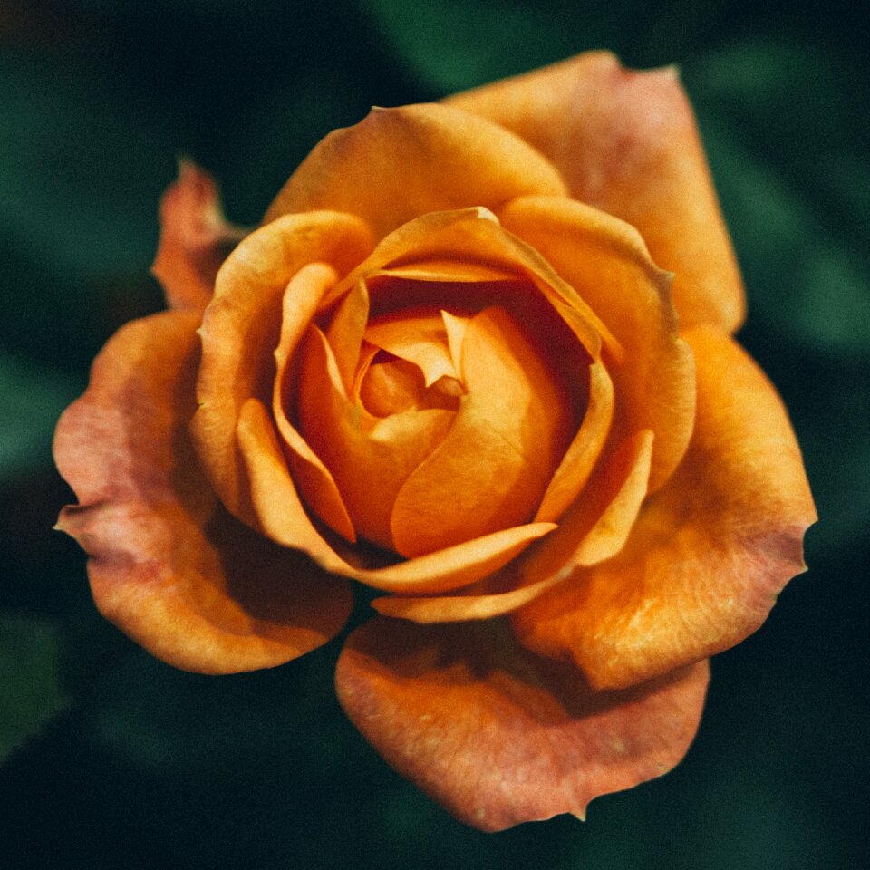 Roses tender rose beautiful flower