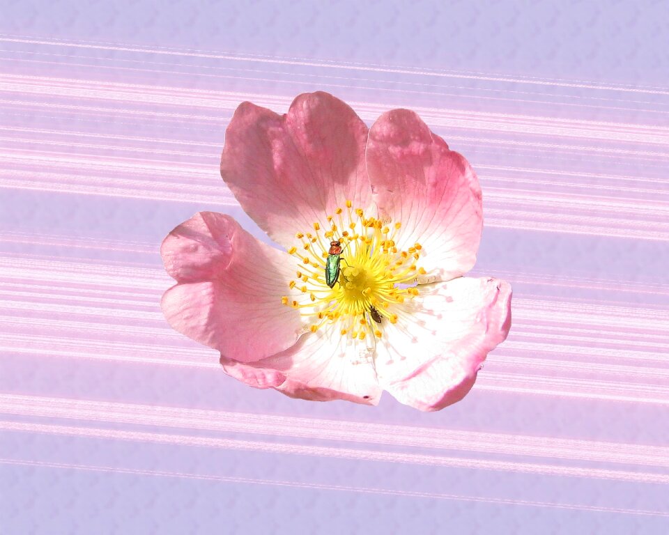 Bloom roses bush