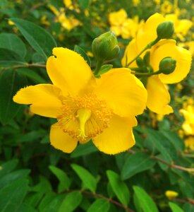 Petal bud yellow