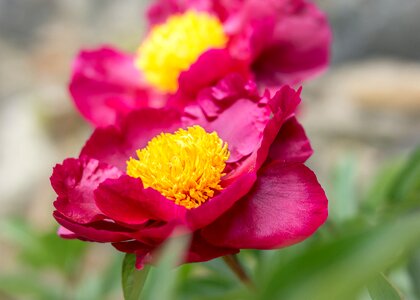 Bloom shrub peony petals photo