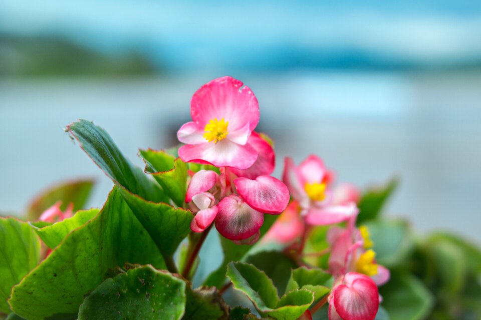 Blossom bloom flower