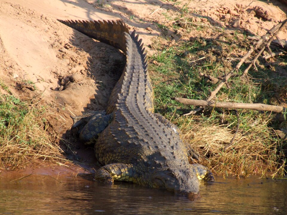 River aligator reptile