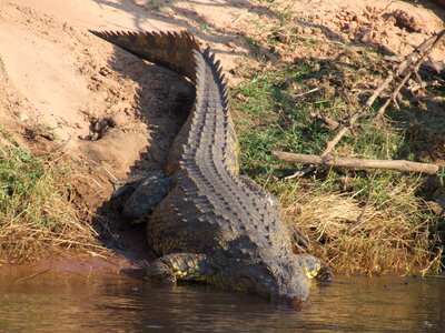 River aligator reptile