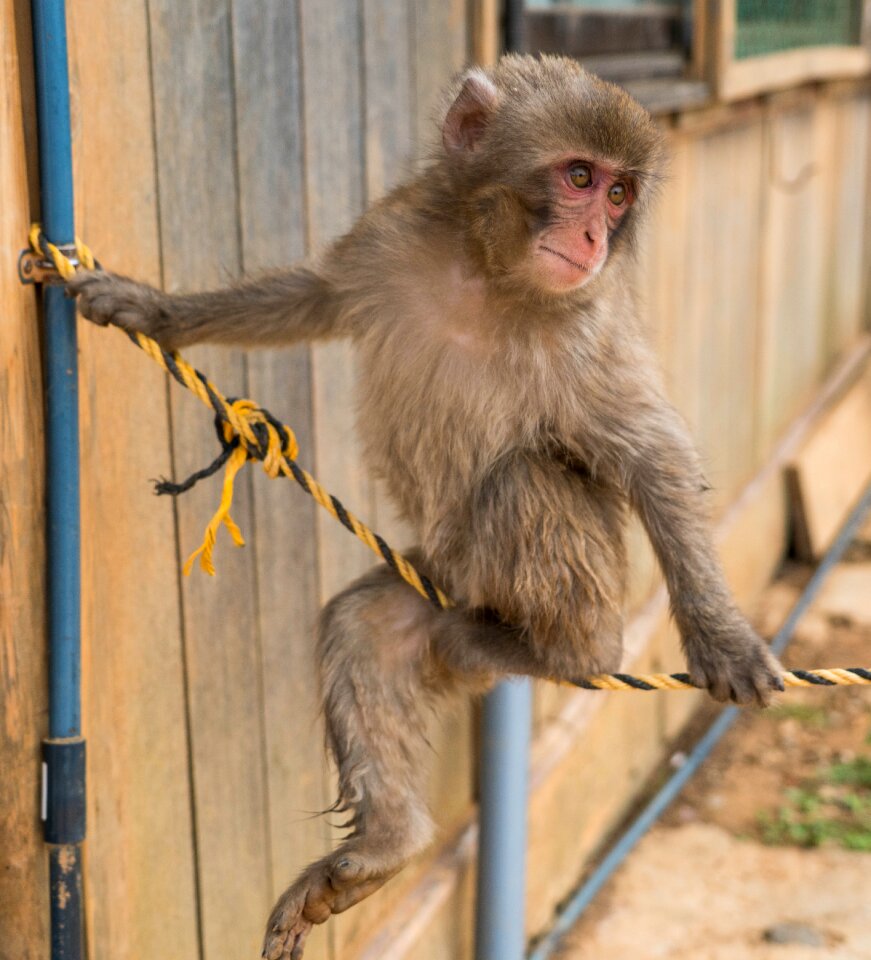 Monkey park japanese forest