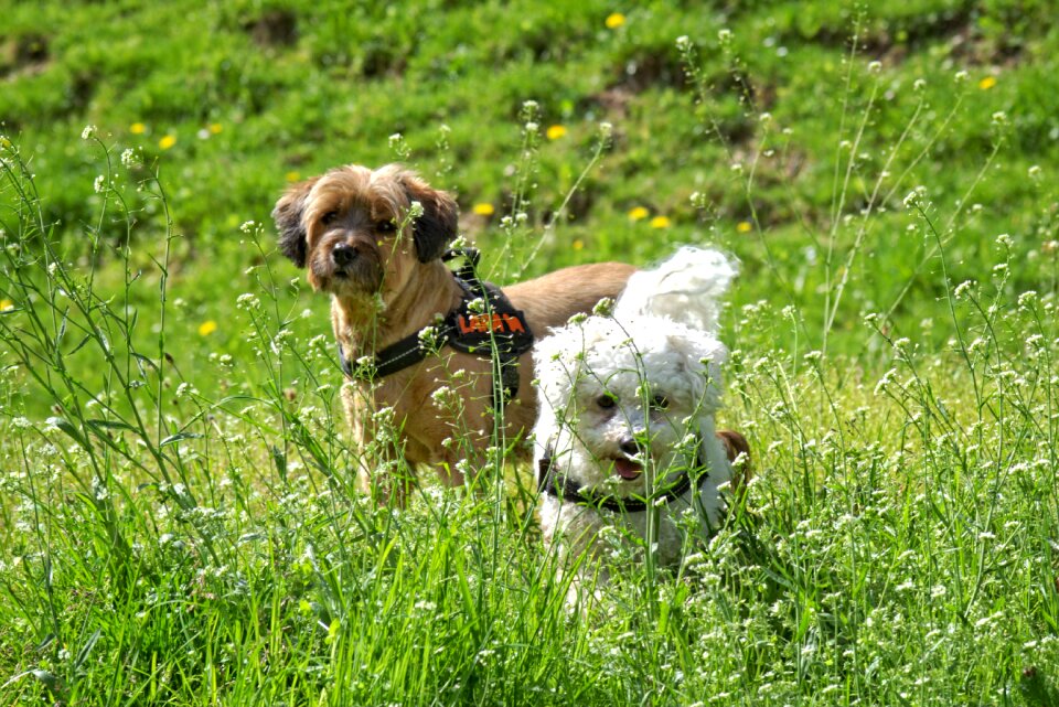Flower meadow together play