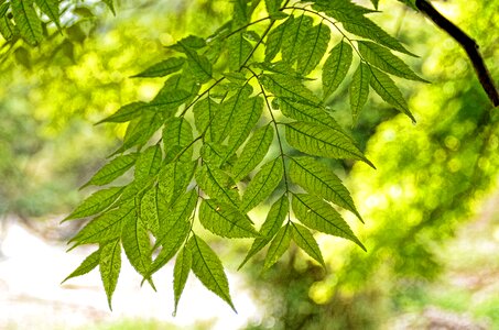 Nature foliage fresh photo