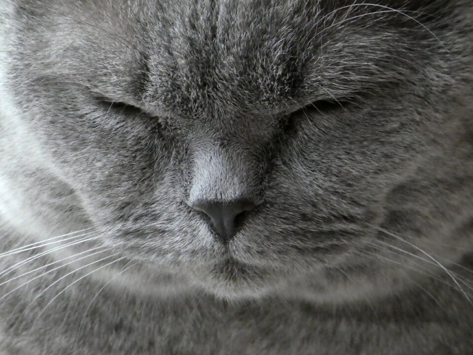 Cat british shorthair animal