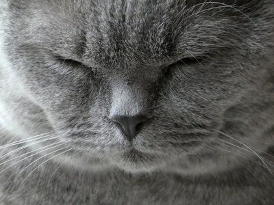 Cat british shorthair animal photo