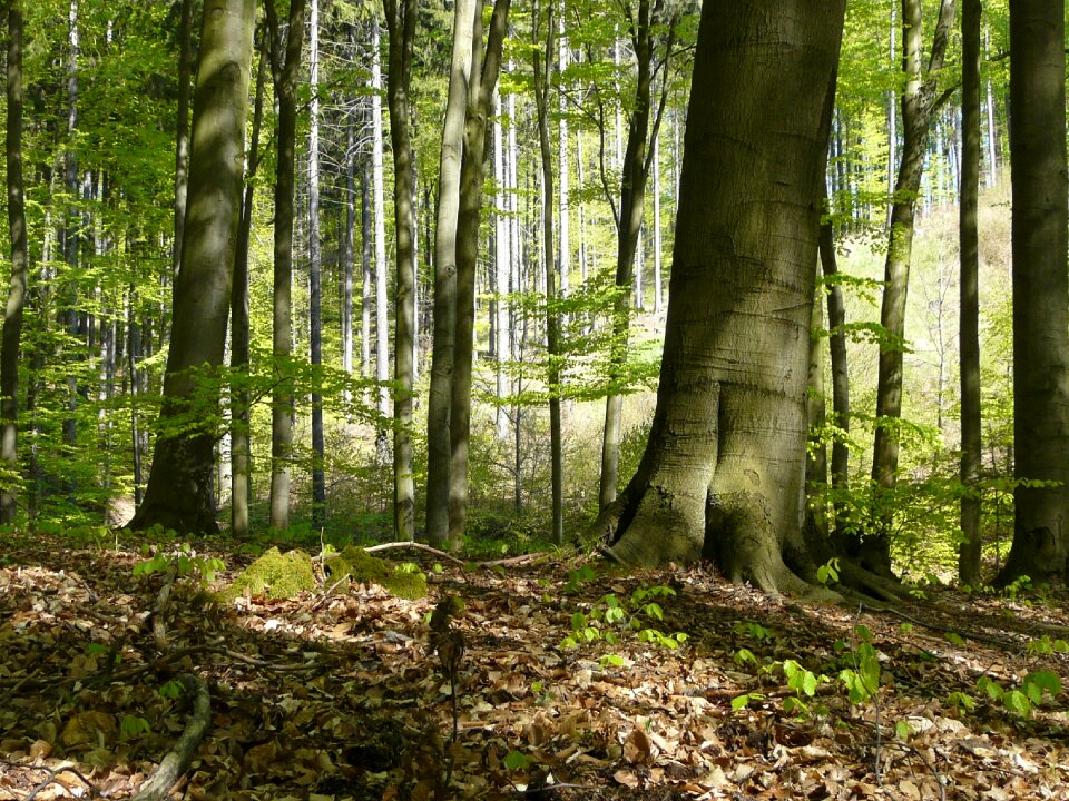 Beech leaves nature