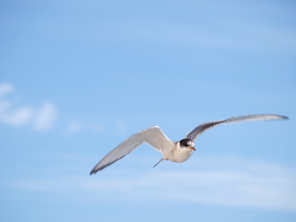 Bird sky flying