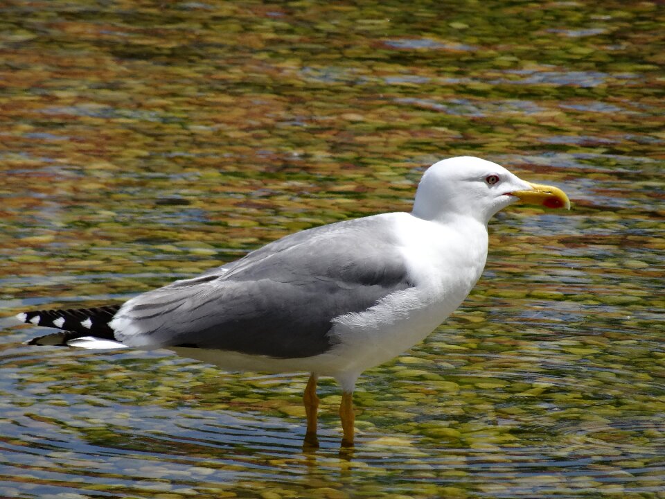 Seagull sea ​​bird ocean