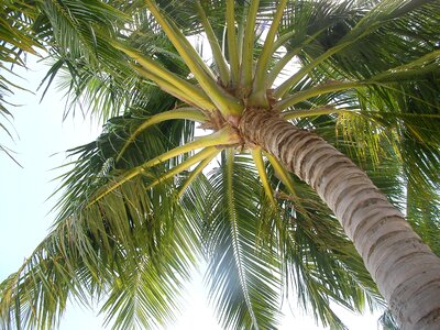 Endless summer palm fruit south island photo