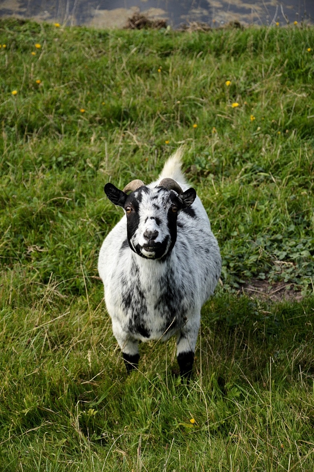 Mammal domestic milk photo