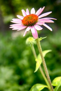 Floral green plant