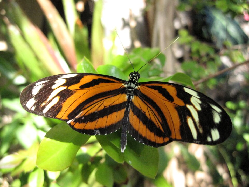 Insect orange colorful