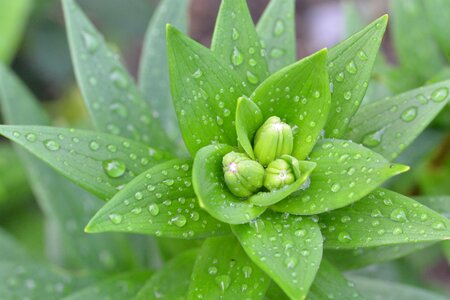 Green close up macro photo