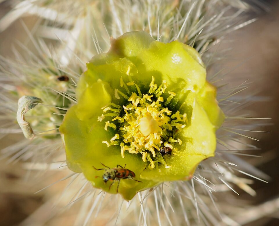 Cactus blossom yellow petals