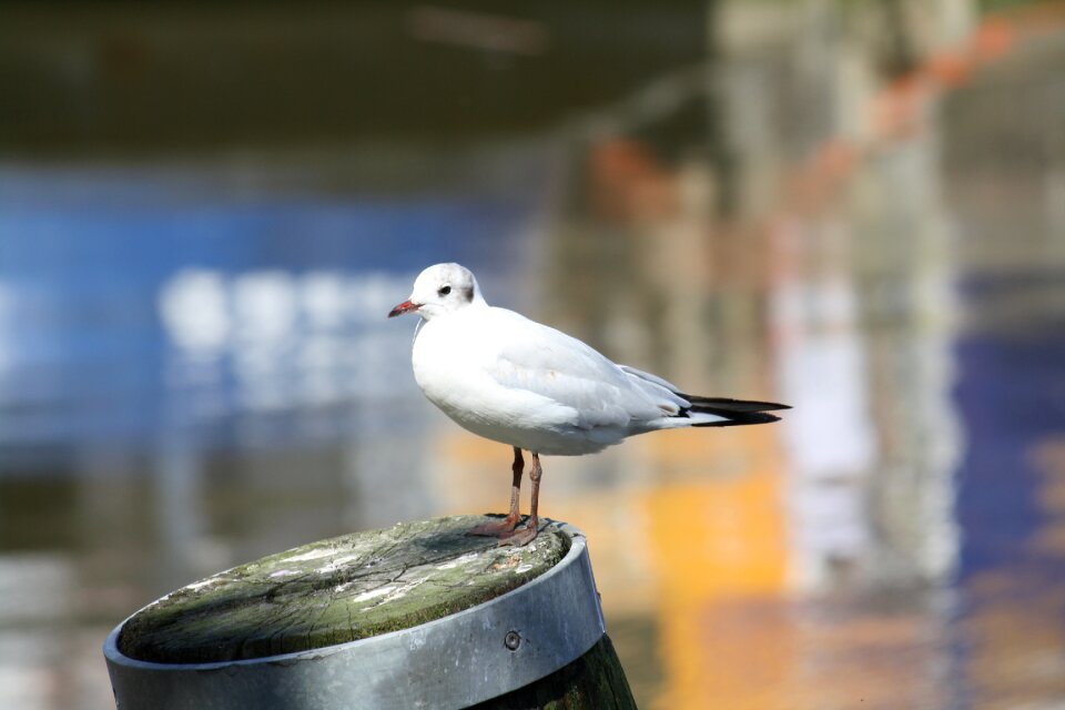Seagulls water bird coast