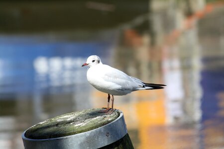 Seagulls water bird coast photo