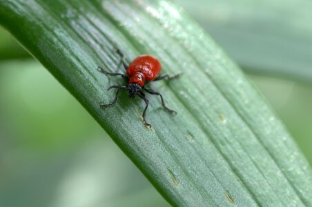 Macro close up insect