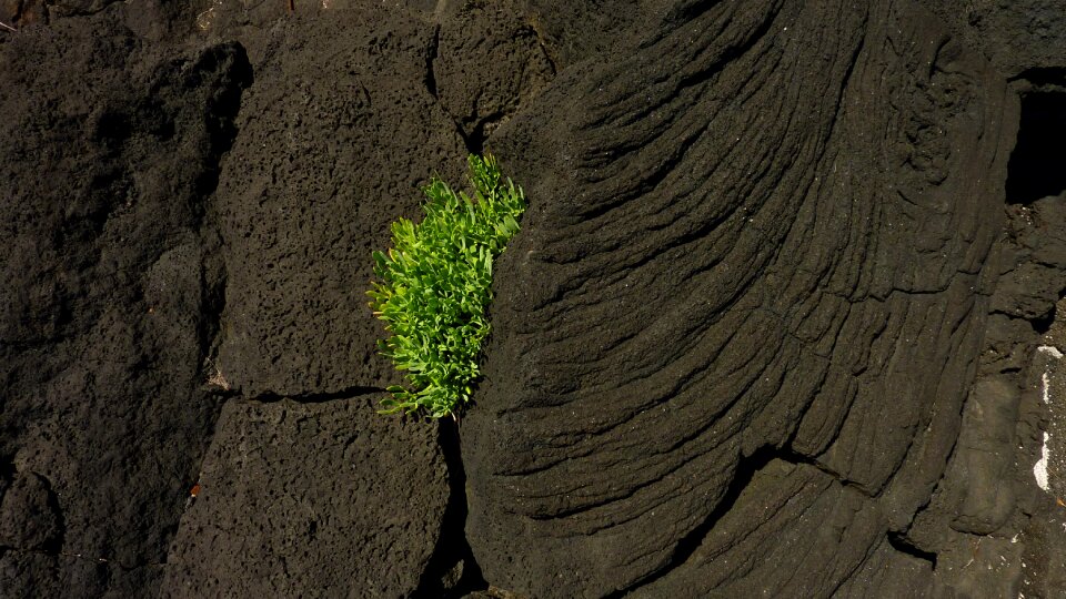 Plant volcanic rock lava rock photo