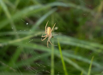 Spiderweb sticky arachnid photo