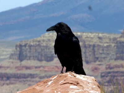 Black birds grand canyon photo