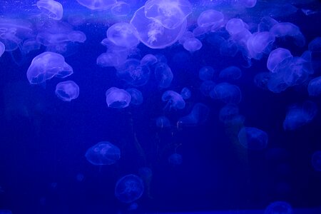 Underwater jellyfish translucent photo
