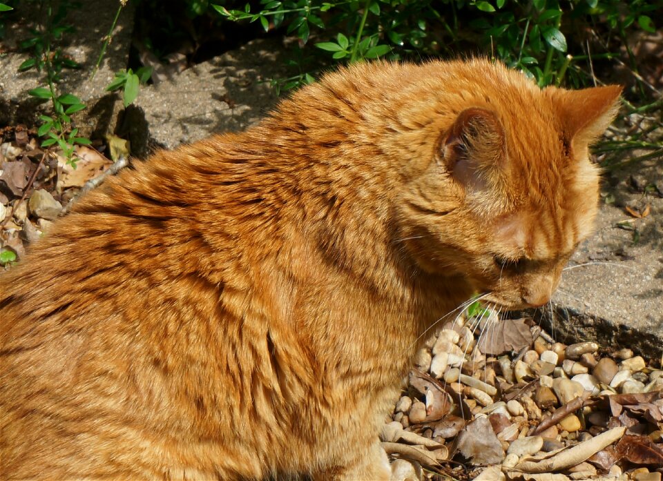 Orange animal garden