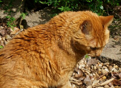 Orange animal garden