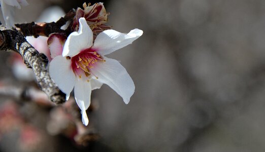 Nature flowers white