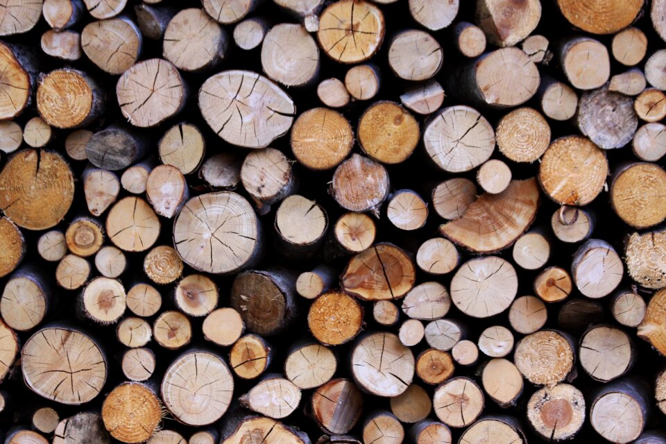 Tree trunks series wood