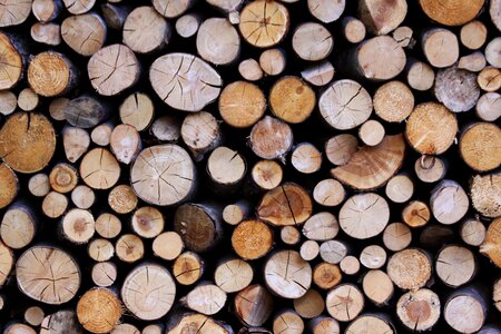 Tree trunks series wood