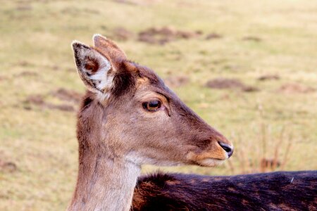 Animal young deer scheu