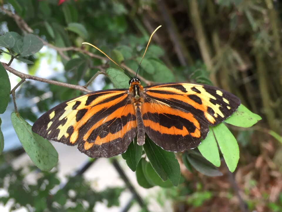 Orange wing insect photo