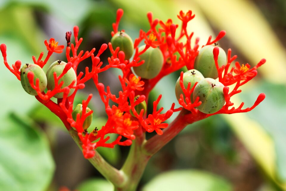 Bloom rainforest thailand