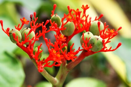 Bloom rainforest thailand