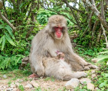 Monkey park japanese forest photo