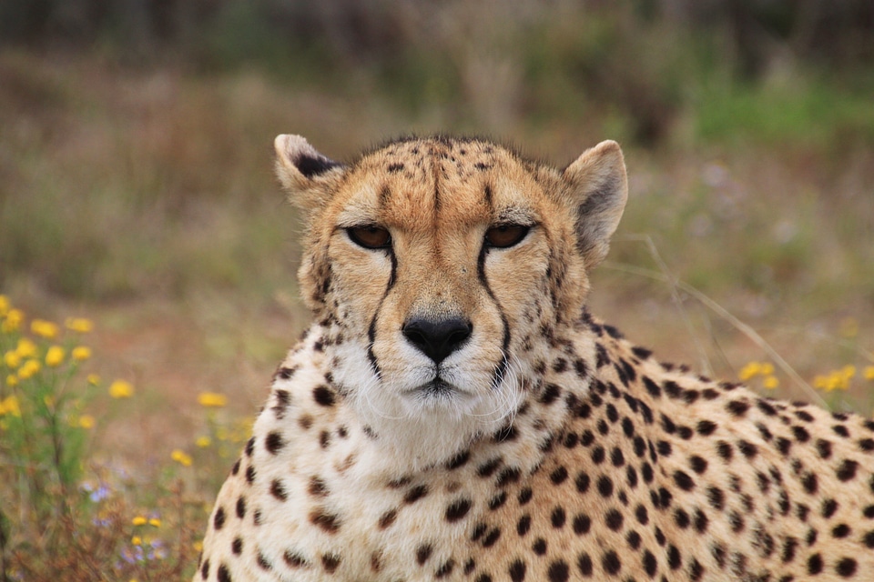 Speed animal world animal