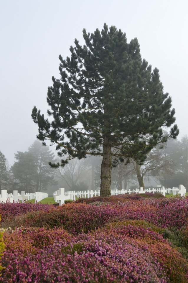 Fog falls normandy