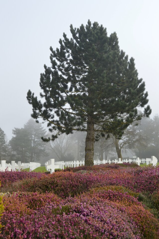 Fog falls normandy photo