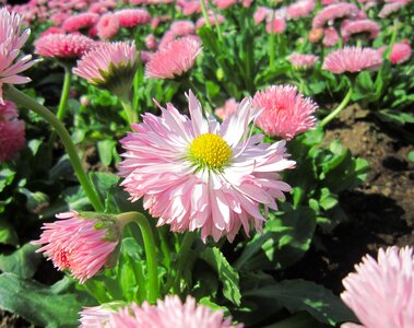 Green chrysanthemum yokosuka photo