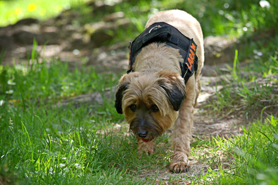 Addiction sniffing curious