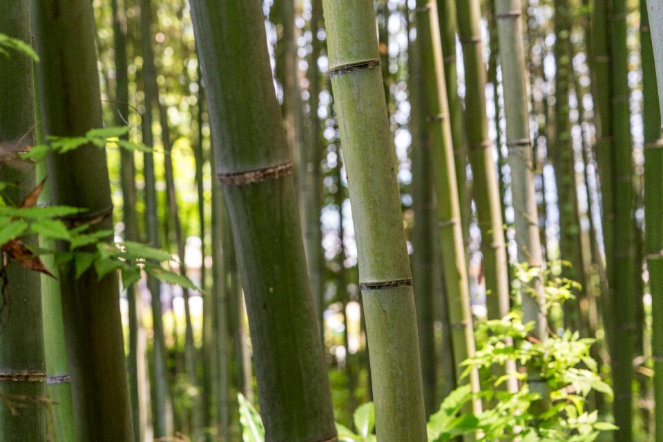 Close up trees kyoto