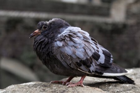 Sick pigeon disease flying