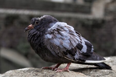 Sick pigeon disease flying photo