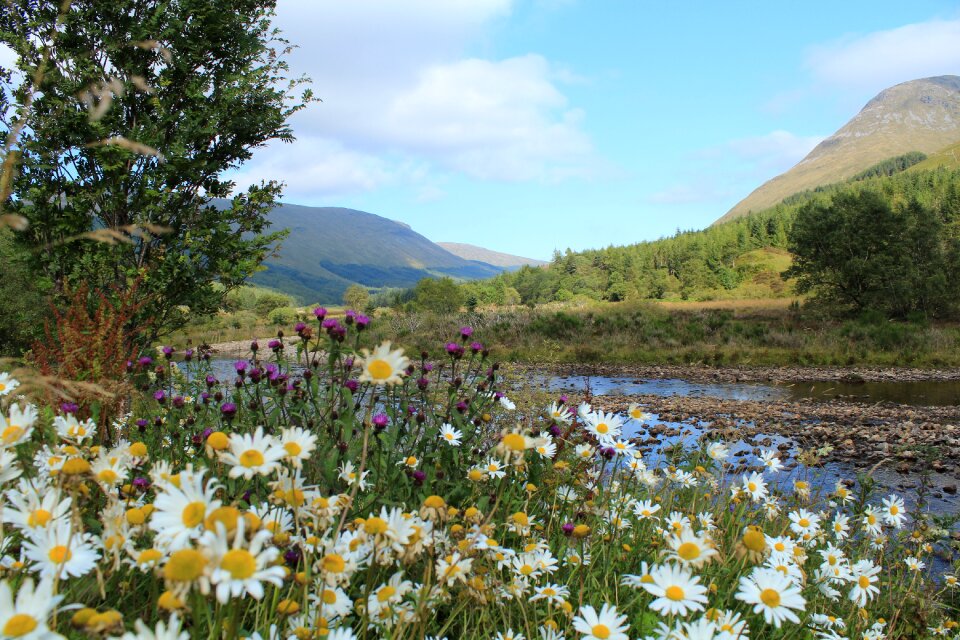 Highlands and islands landscape flowers
