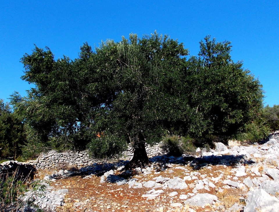 Tree vacations island